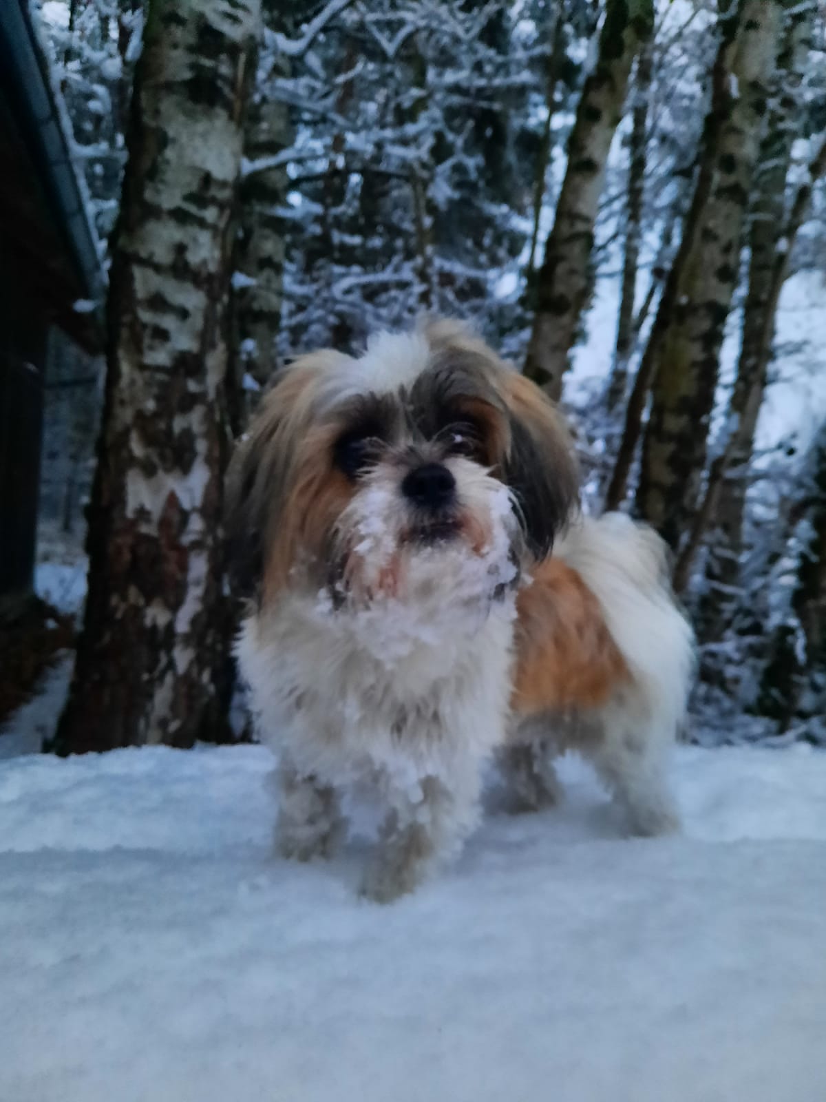 Loki