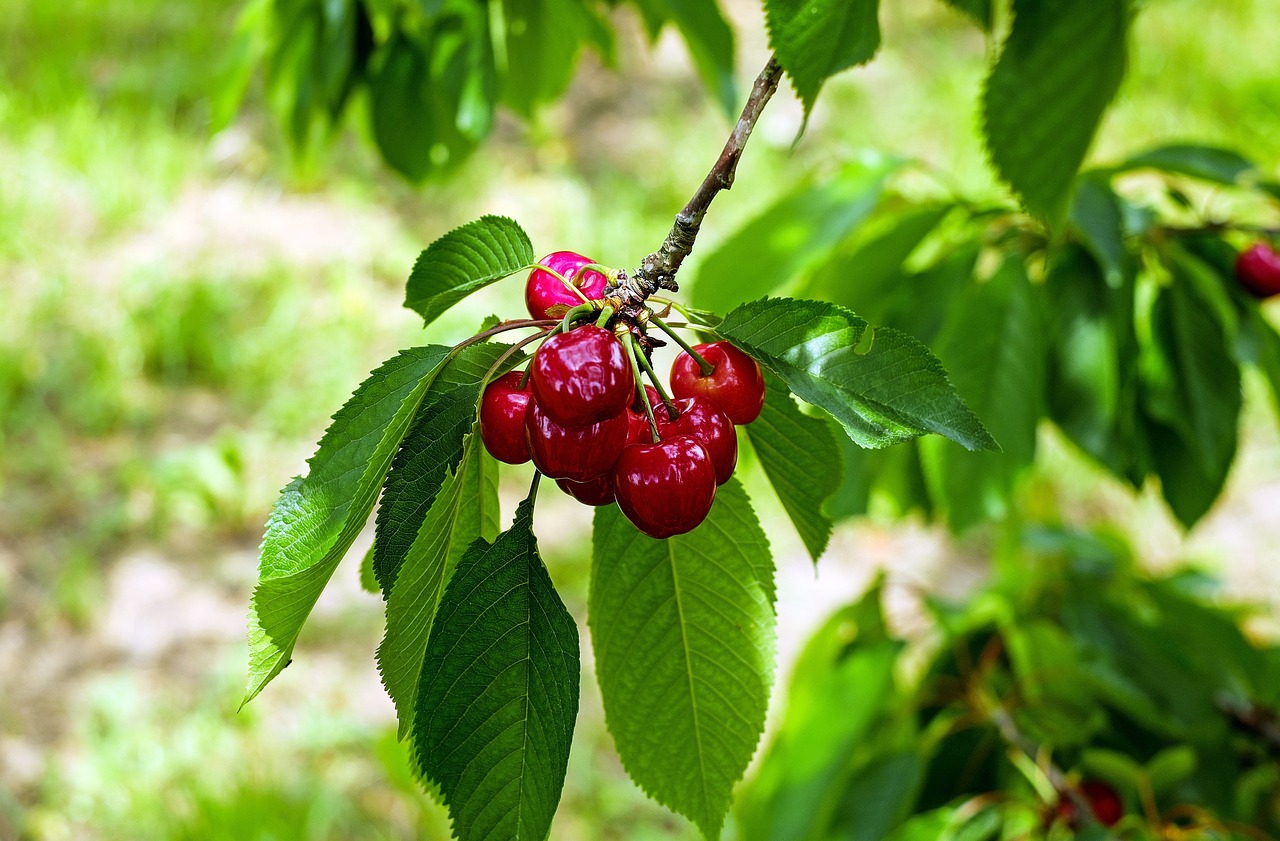 Der Kirschbaum