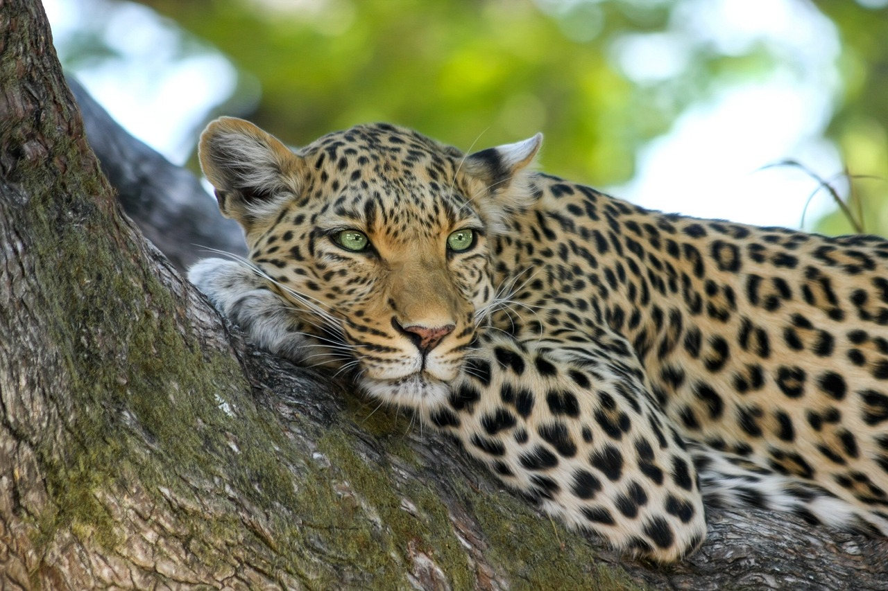 Der Unterschied: Leopard – Gepard