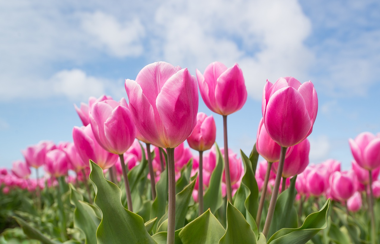 Die Tulpe